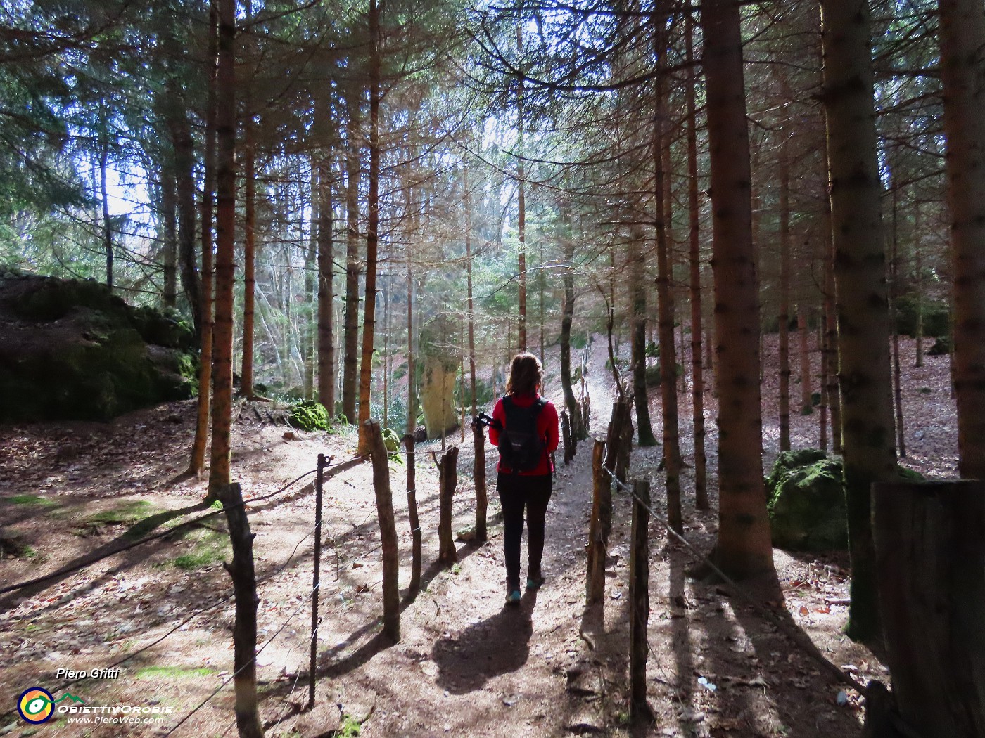 68 Tra filari di abeti.JPG